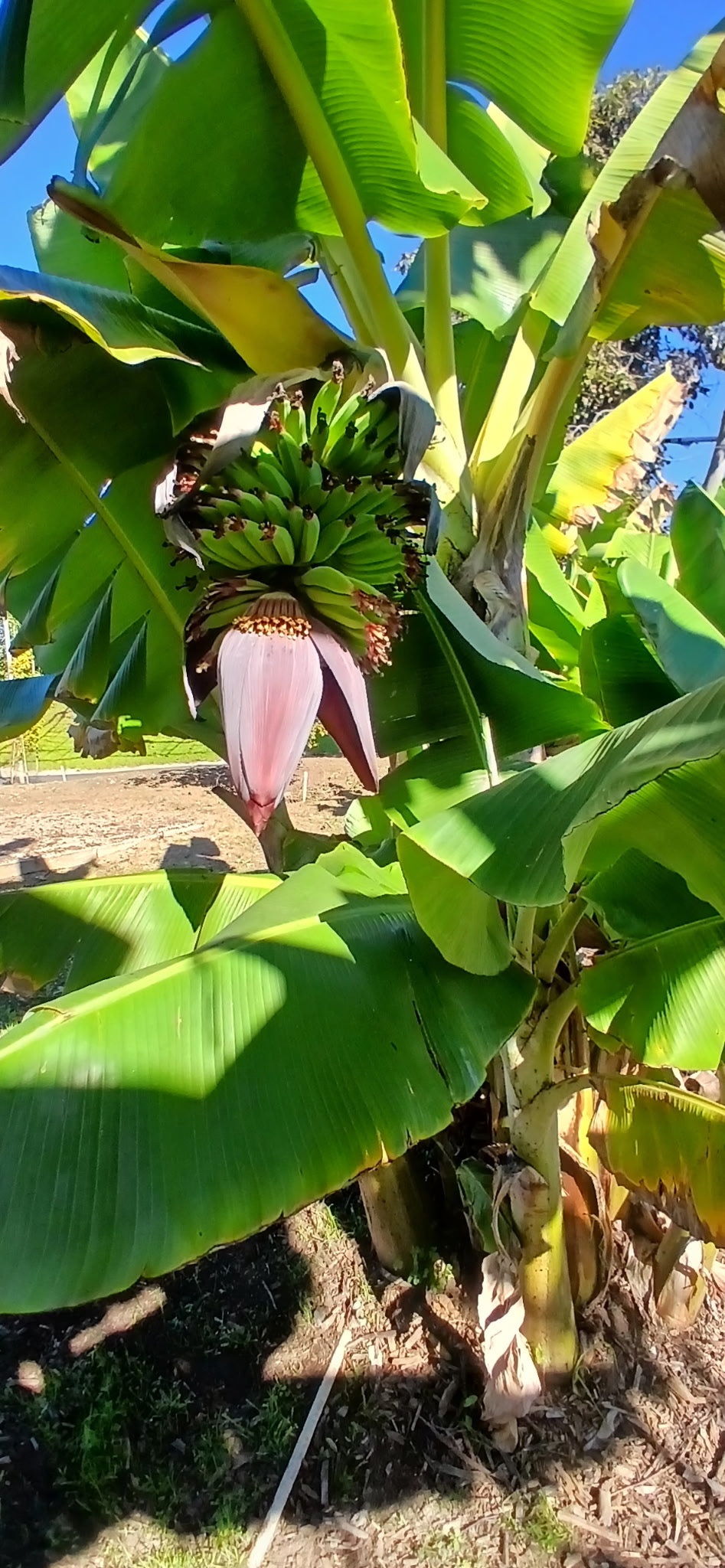 California-Grown Blue Java (Ice Cream) Banana | Freshpicked California *Pre-Order*