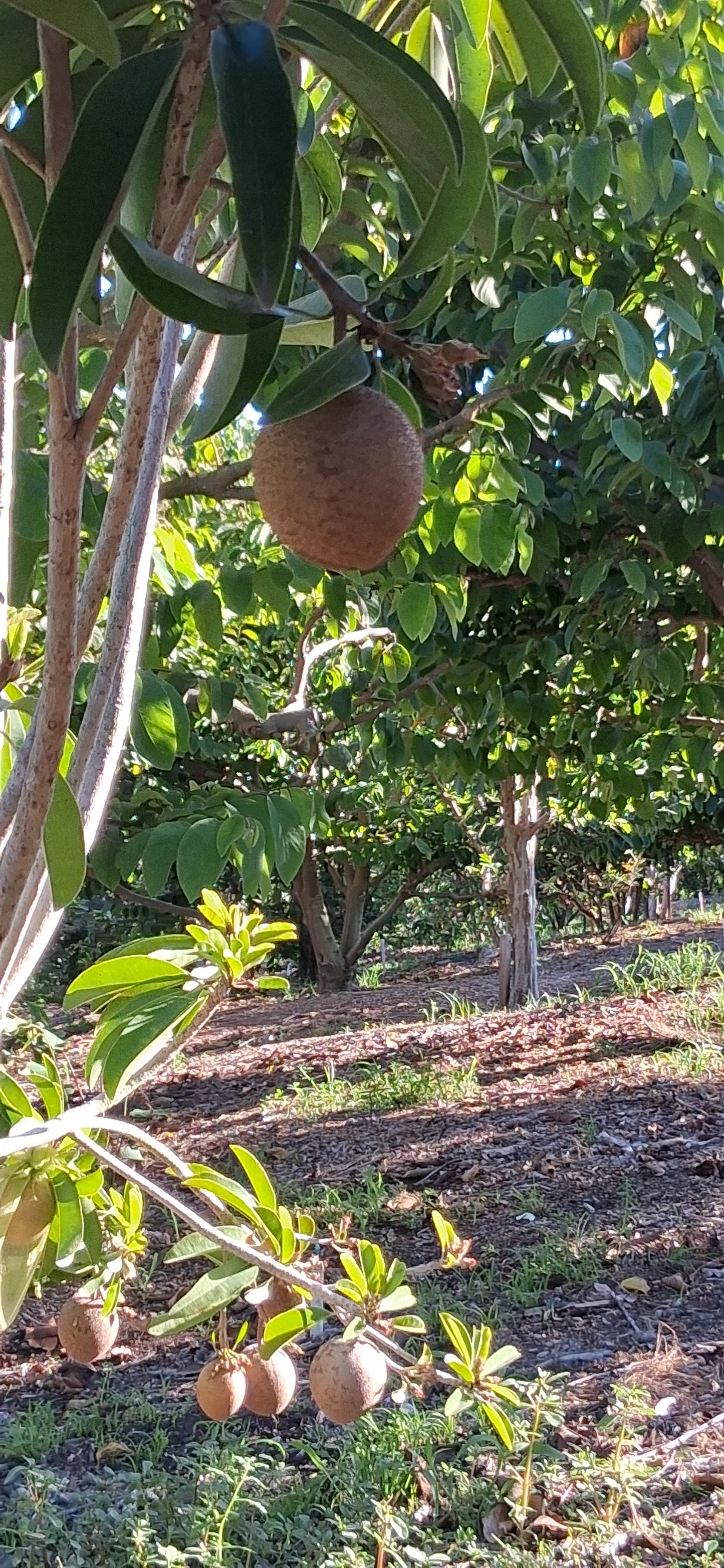 California-Grown Chikoo (Sapodillo) | Freshpicked Californi