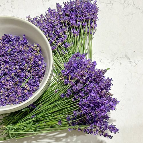 where to buy fresh lavender plants near me Fresh Lavender Stems