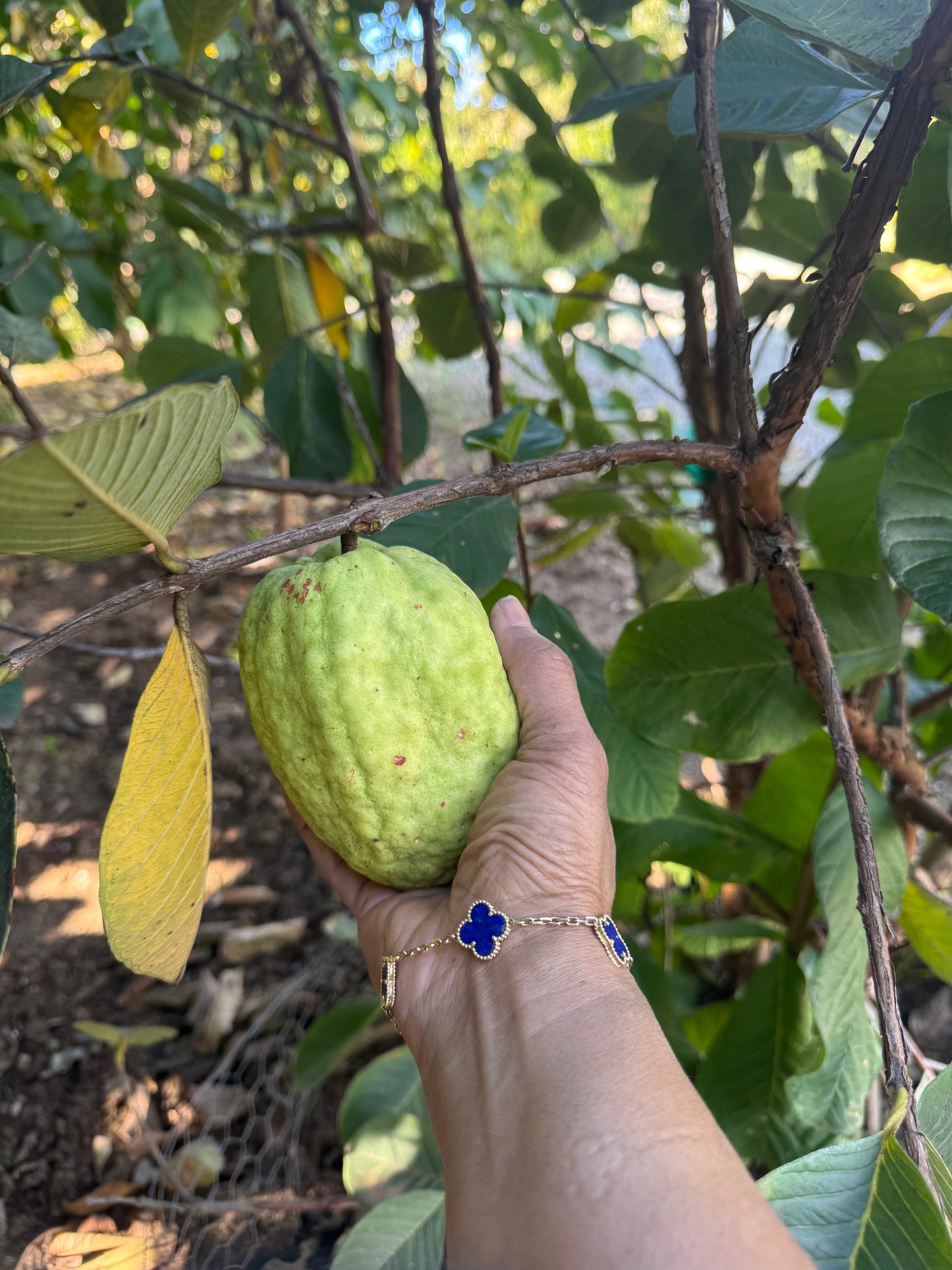 California-Grown Seedless Thai White Square Guava | Freshpicked California *Pre-order in October*