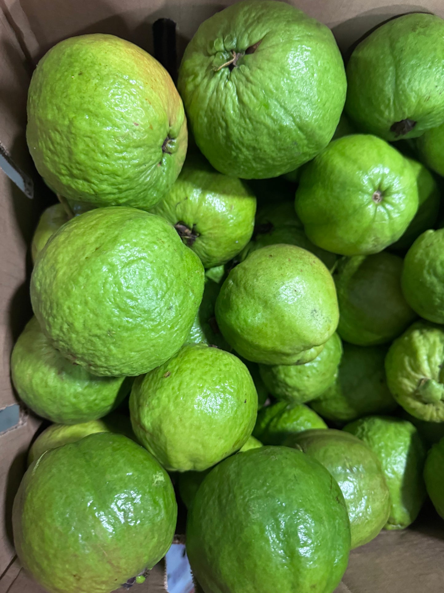 White Guava - Pre-Order Coming Soon