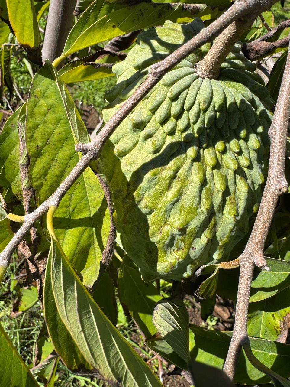 California-Grown Atemoya | Freshpicked California