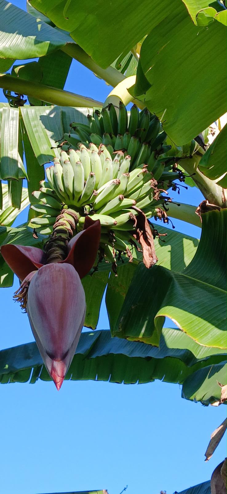 California-Grown Blue Java (Ice Cream) Banana | Freshpicked California *Pre-Order*