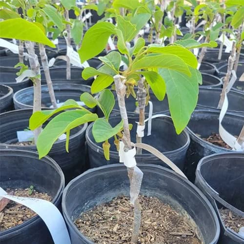 Cherimoya Plant