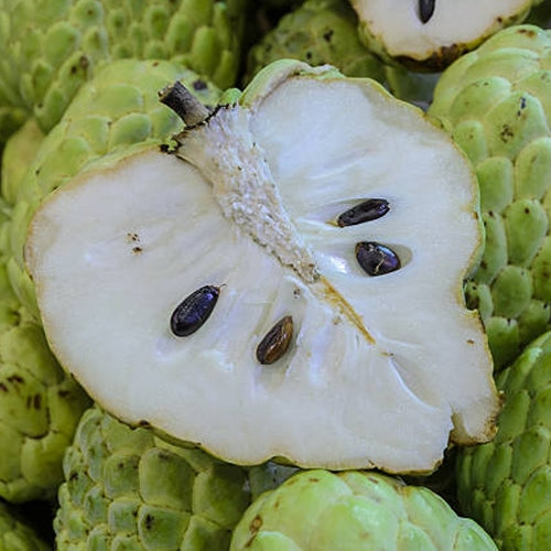 Cherimoya *PRE-ORDER*