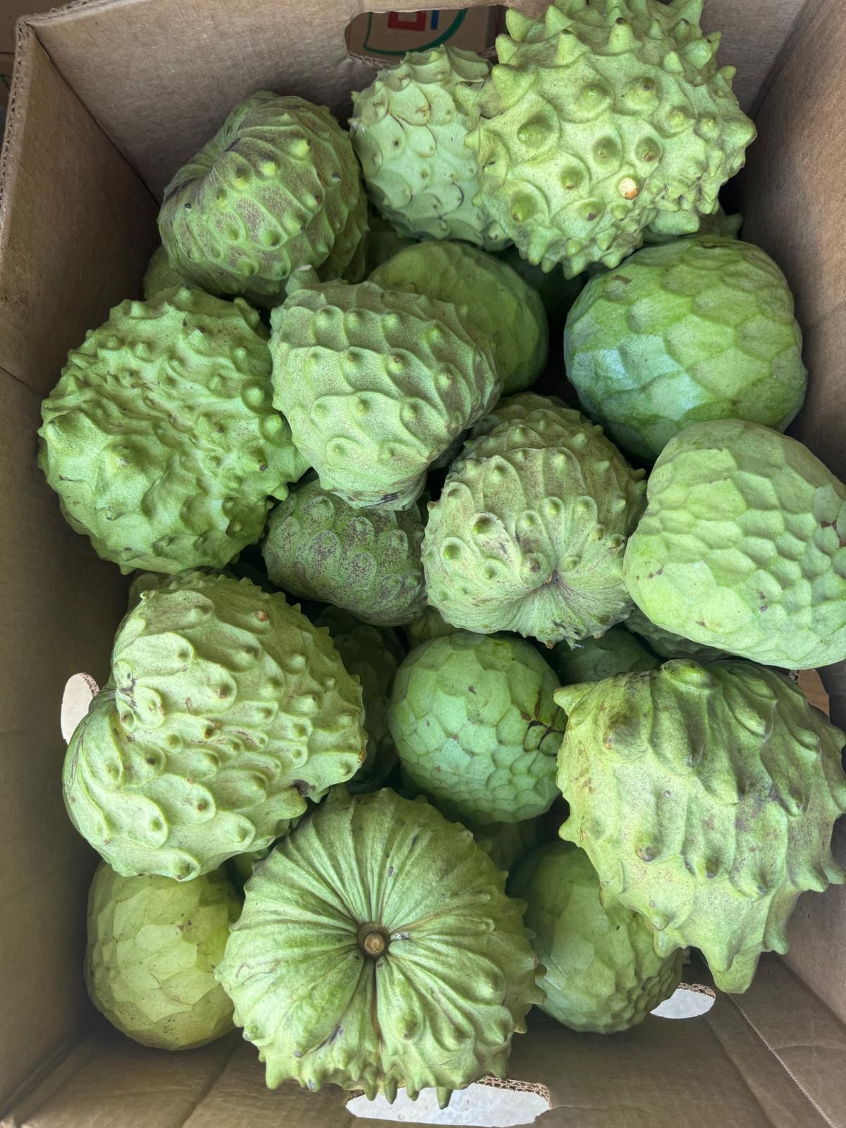 California-Grown Cherimoya | Freshpicked California