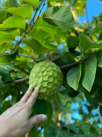 California-Grown Cherimoya | Freshpicked California