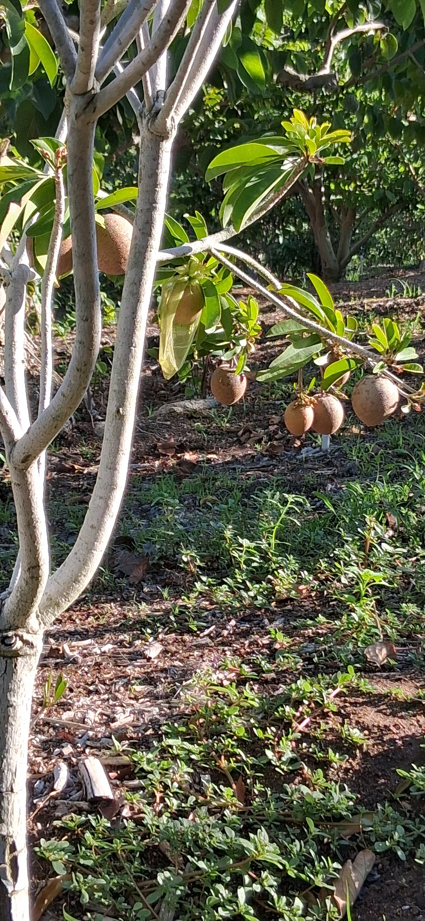 California-Grown Chikoo (Sapodillo) | Freshpicked Californi
