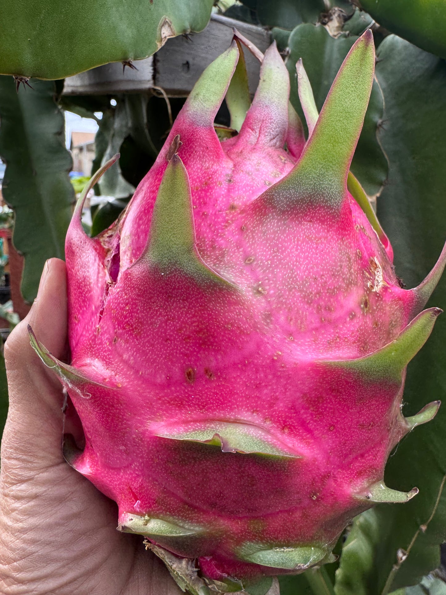 Dragon Fruit (Red Inside) California Grown using Natural and Organic Methods *PRE-ORDERS" OPEN