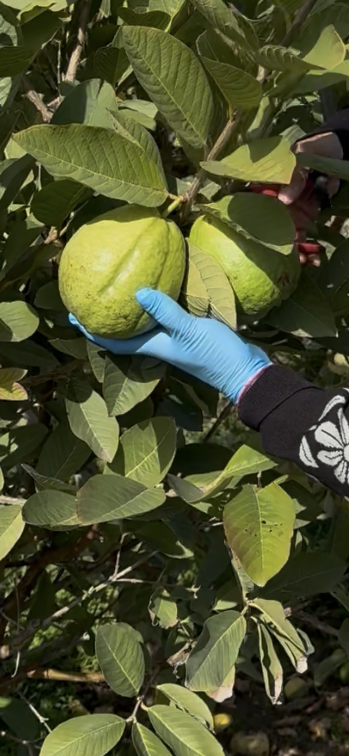 White Guava - Pre-Order Coming Soon