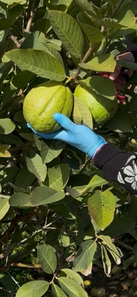 White Guava - Pre-Order Coming Soon