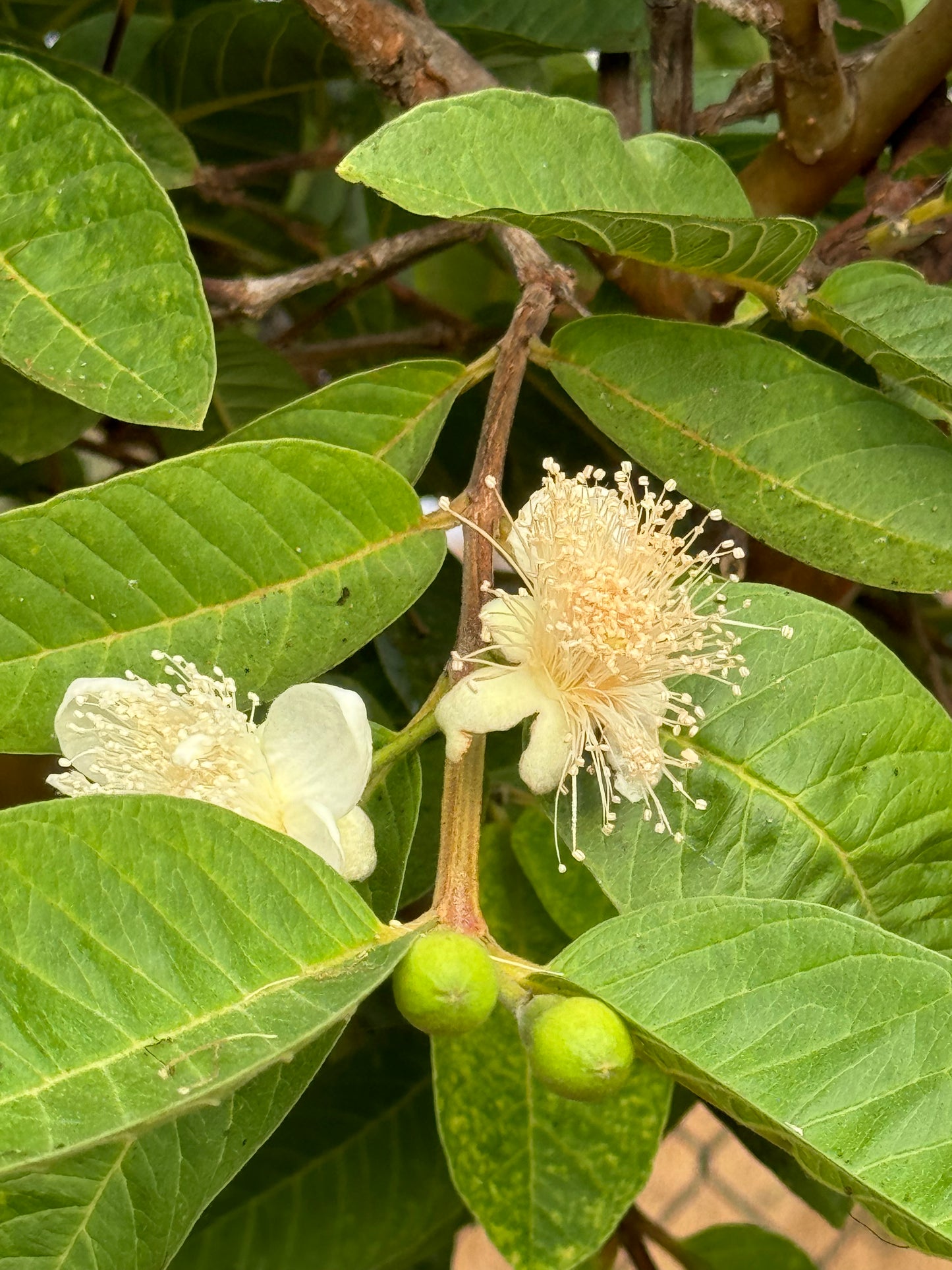 Guava Trees