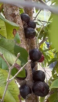 California-Grown Jaboticaba (Brazilian Grapetree) | Freshpicked California *Pre-order in October*
