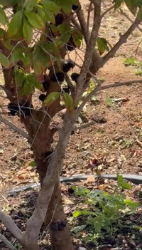 California-Grown Jaboticaba (Brazilian Grapetree) | Freshpicked California *Pre-order in October*