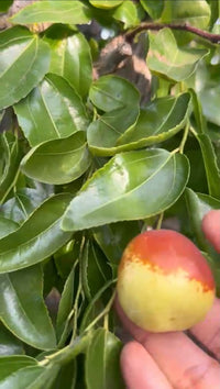 California-Grown Japanese Jujubes | Freshpicked California *Available now*