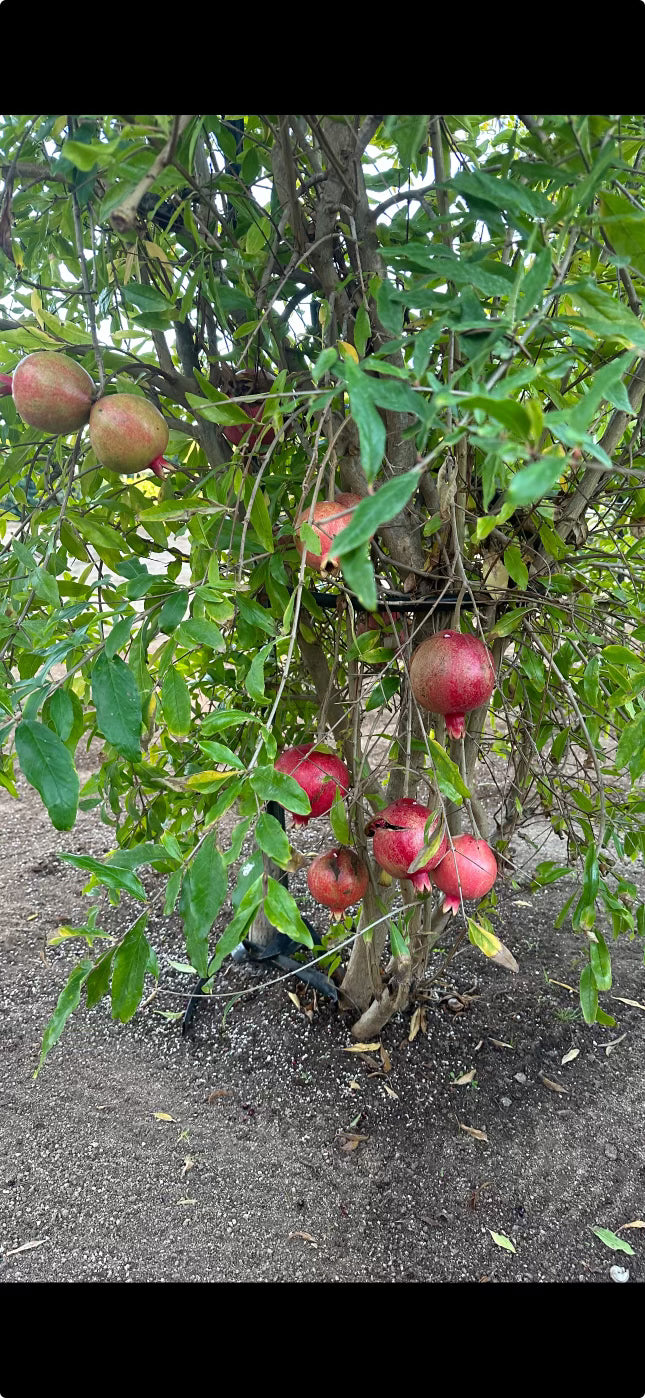 California-Grown Pomegranate | Freshpicked California