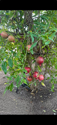 California-Grown Pomegranate | Freshpicked California