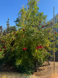 California-Grown Pomegranate | Freshpicked California