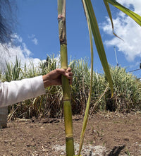 Sugarcane (Full Stalk) *Available Now*
