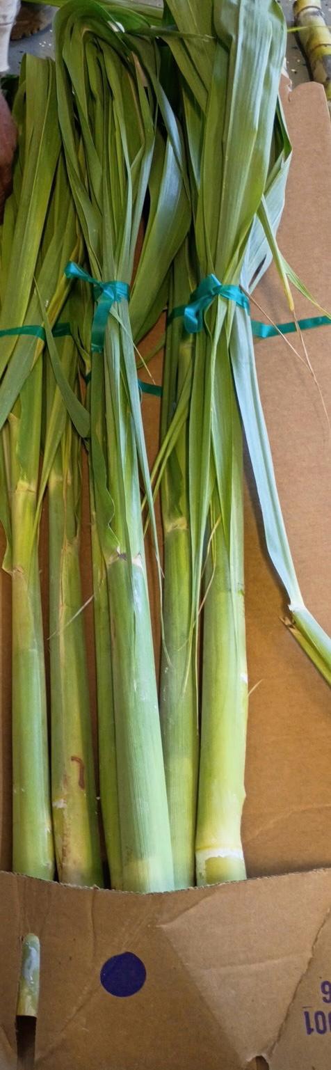 California-Grown Sugarcane (Full Stalk) | Freshpicked California