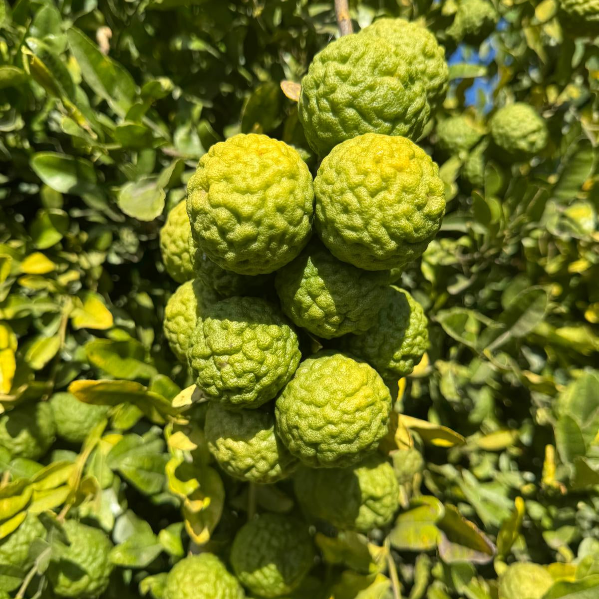 Makrut Lime and Leaves