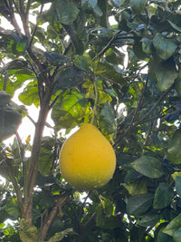 Platinum Rose Pomelo