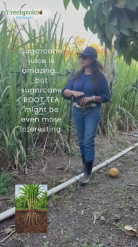 Sugarcane (Full Stalk) *Available Now*
